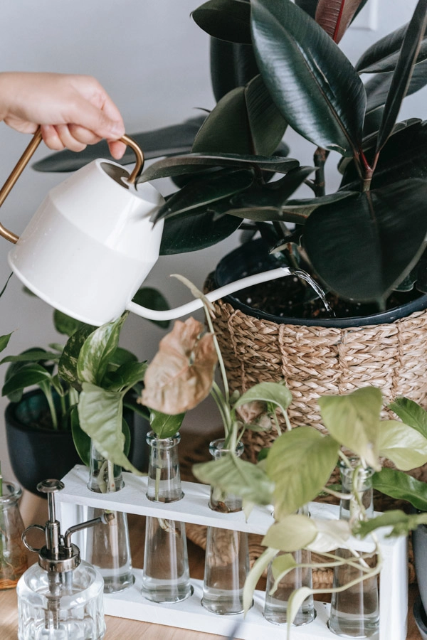 Organicke hnojivo pre izbove rastliny, podporujuce zdravy rast a kvitnutie.