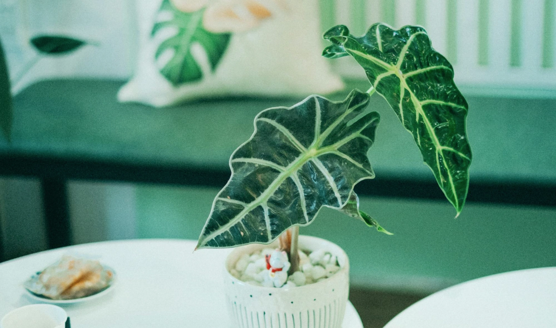 Starostlivost o izbovky podla druhu