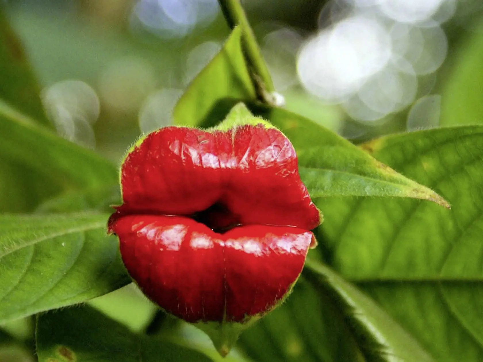 Zaujimavosti zo sveta rastlin