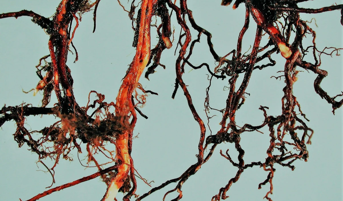 Zaujimavosti zo sveta rastlin