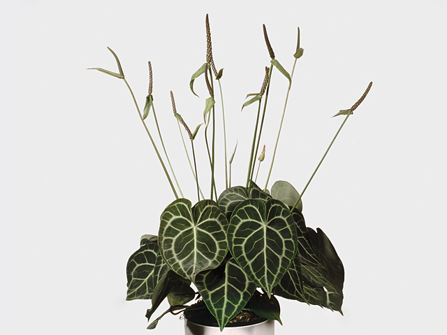 ?? Ako sa postarat o Anthurium?