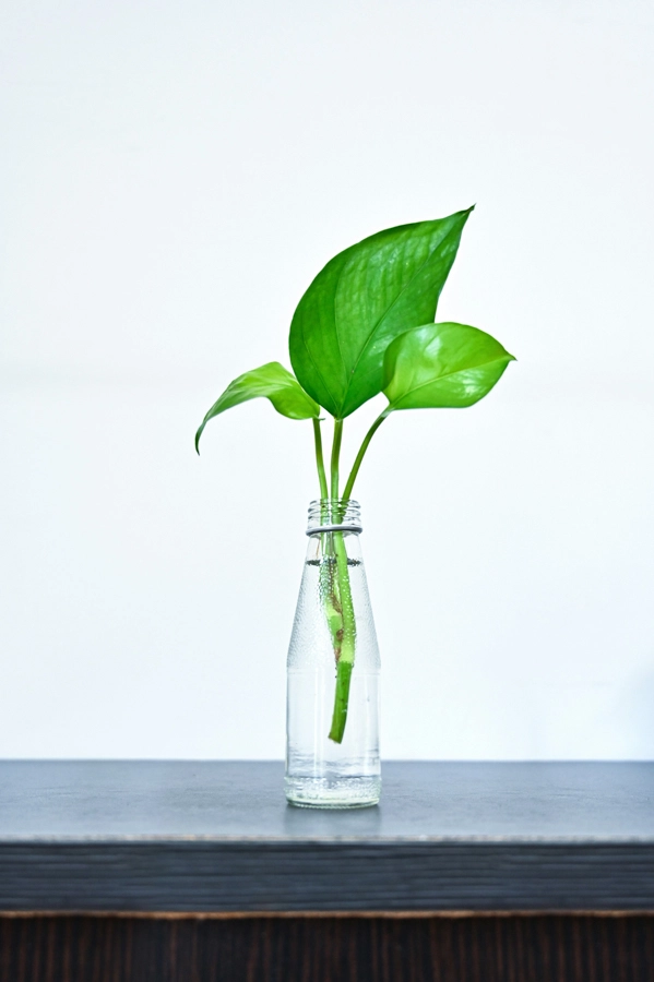 odrezok zakorenovanie mnozenie