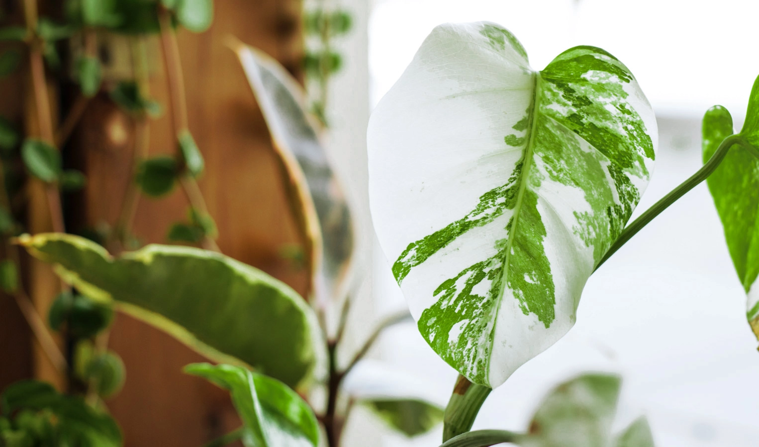 Monstera Deliciosa albo variegata