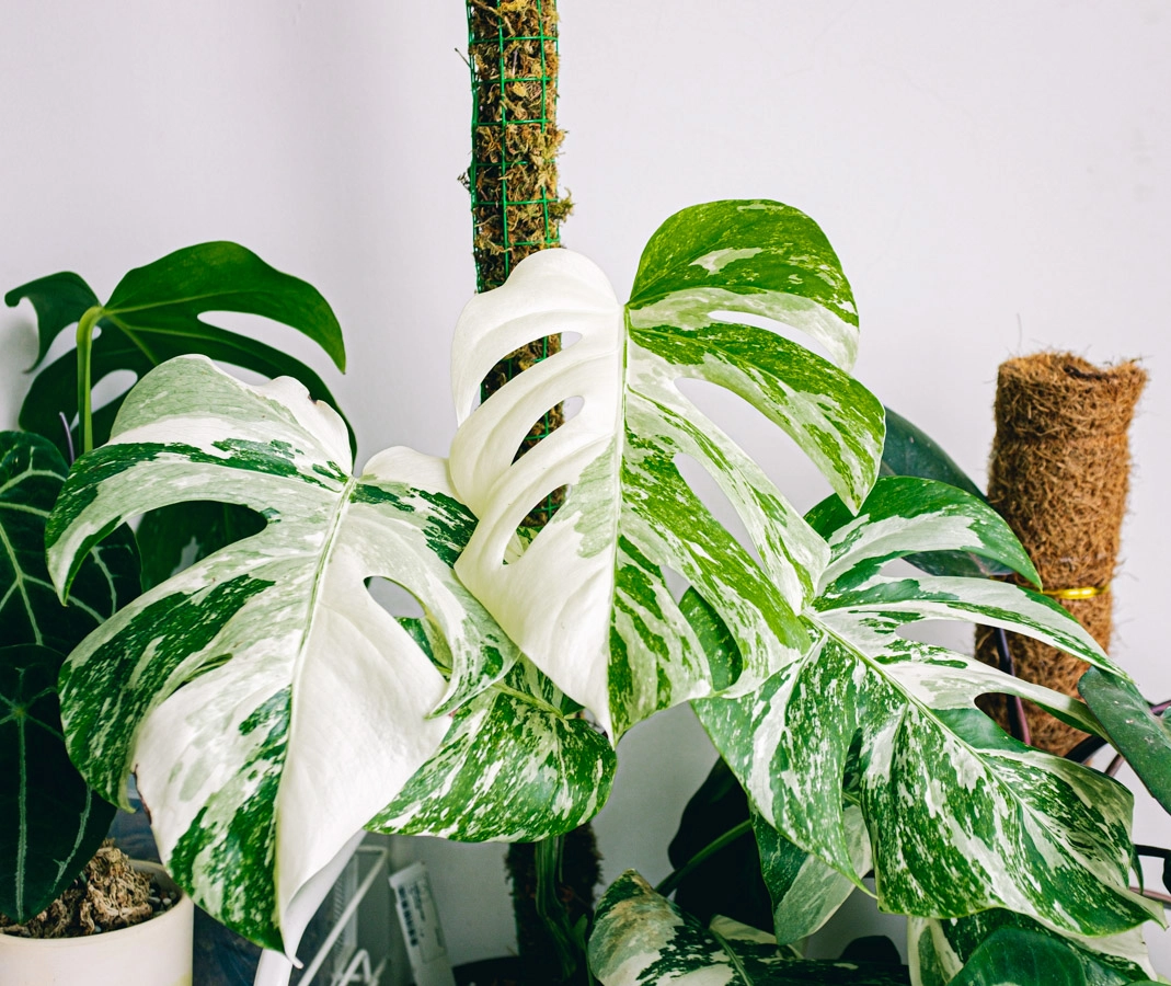 Monstera albo variegata