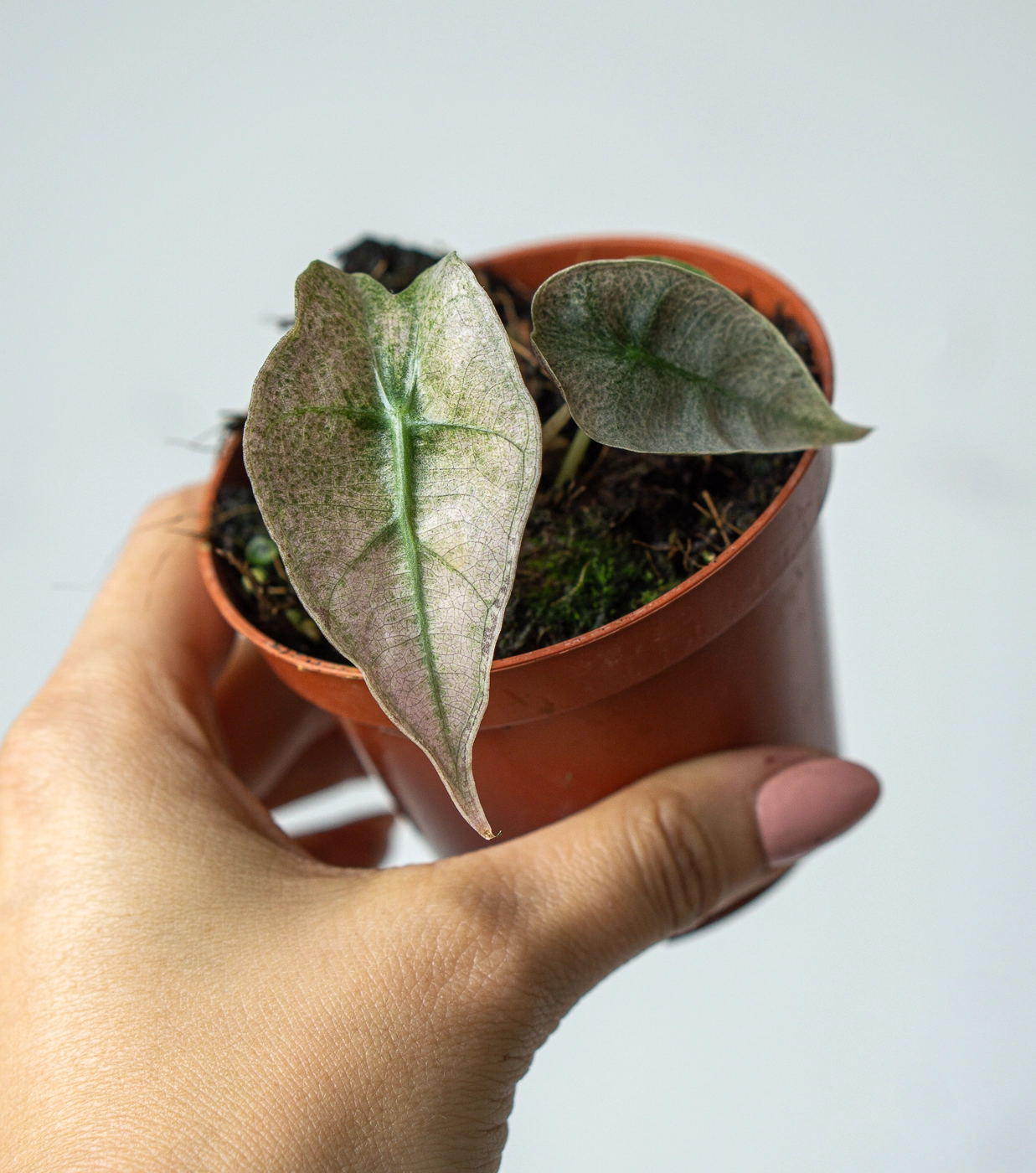Baby Alocasia Amazonica Polly variegata Pink (Zachran ma)