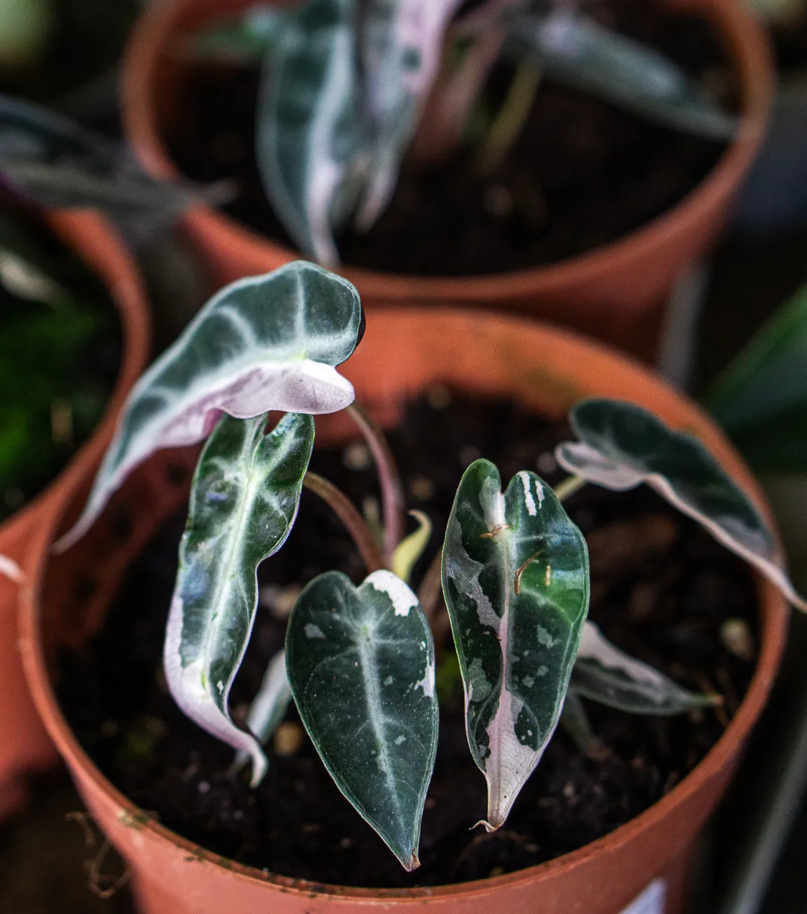 Baby Alocasia Bambino pink variegata