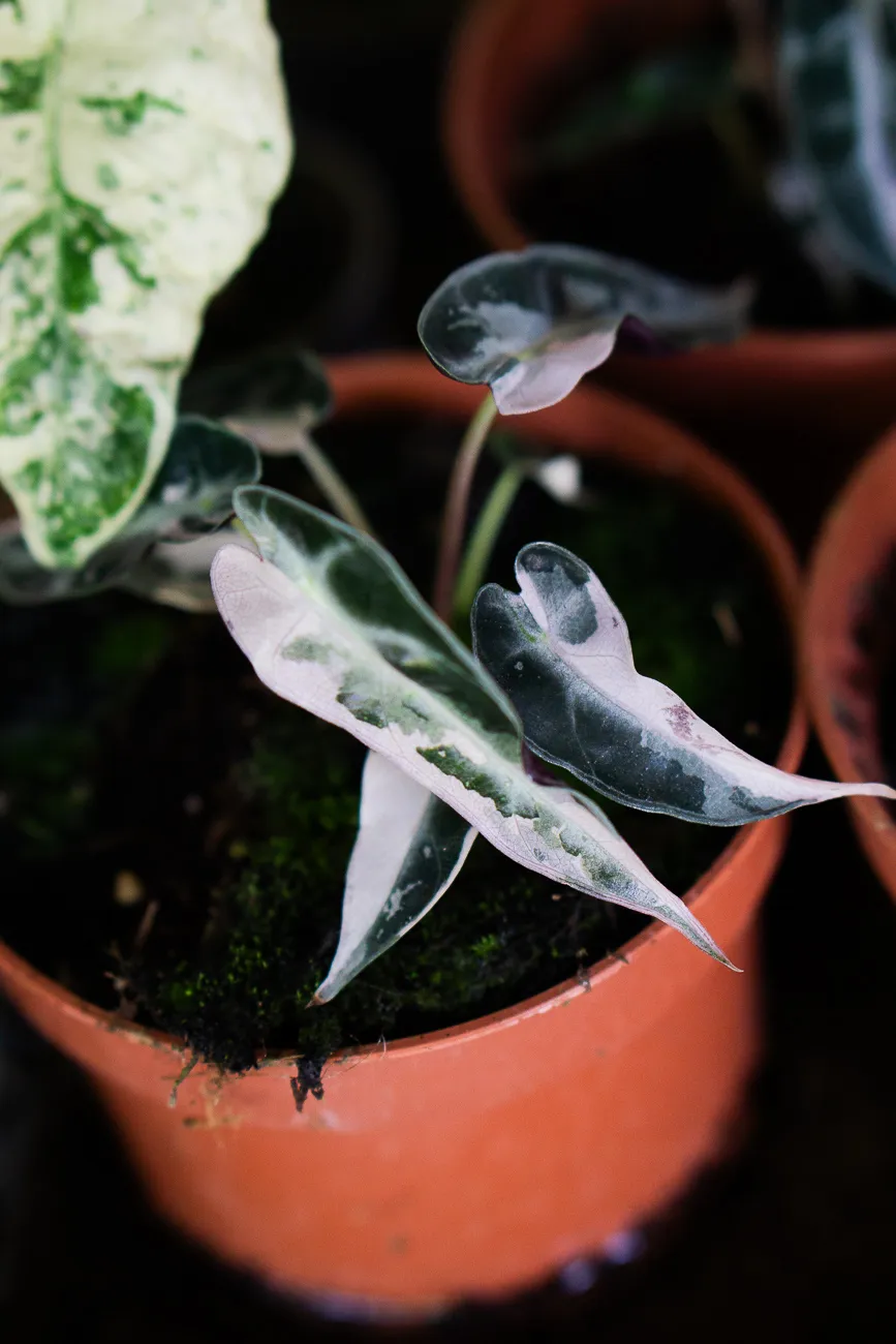 Baby Alocasia Bambino pink variegata 