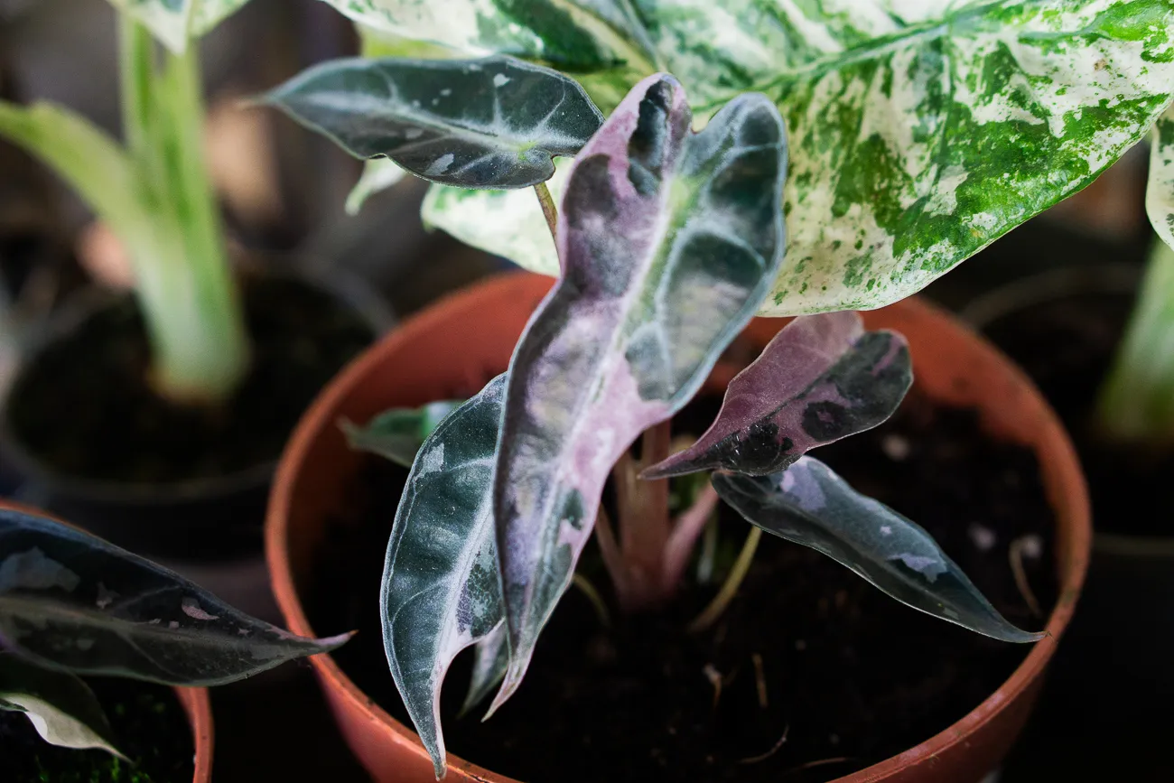 Baby Alocasia Bambino pink variegata 