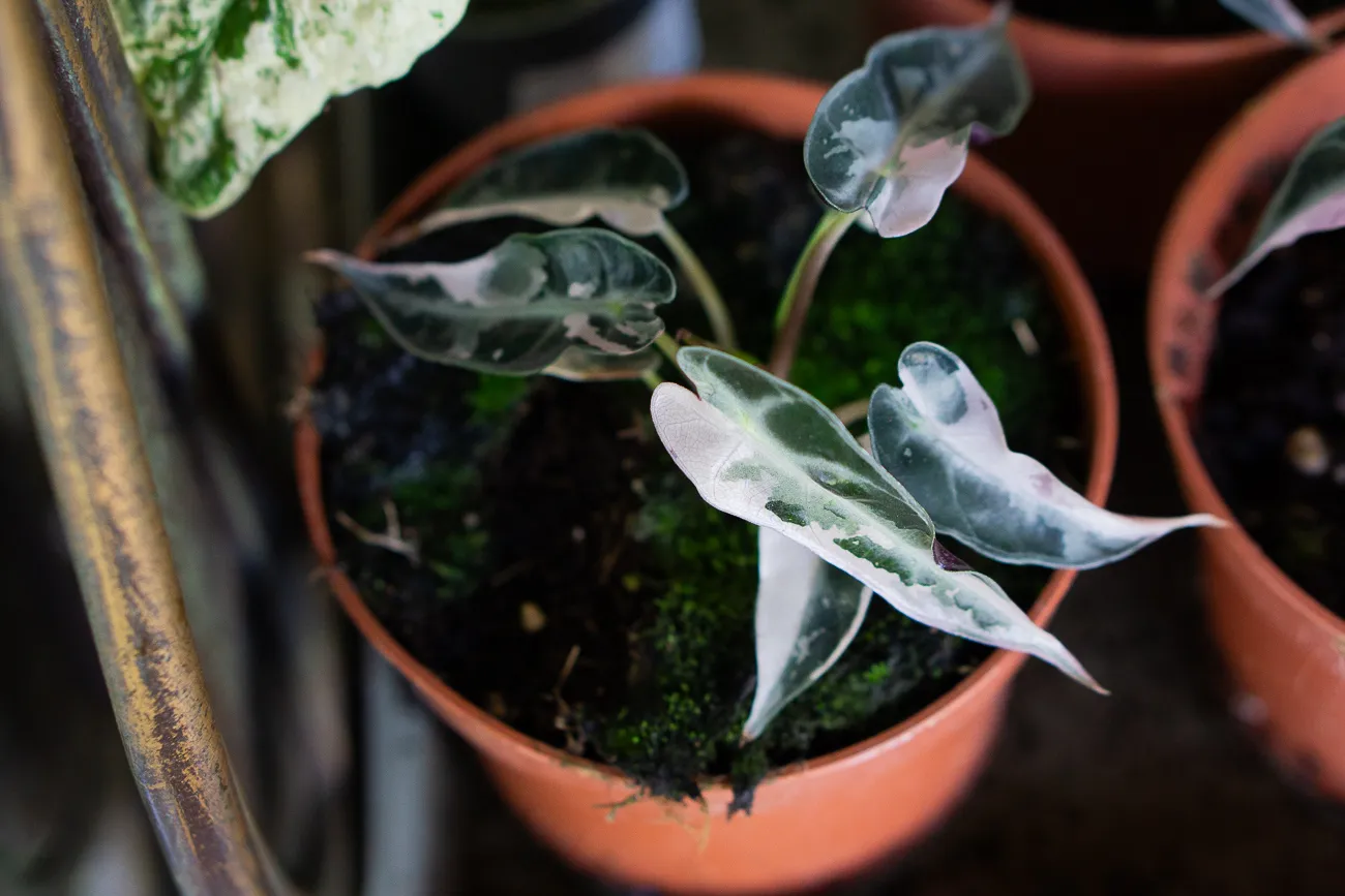 Baby Alocasia Bambino pink variegata 