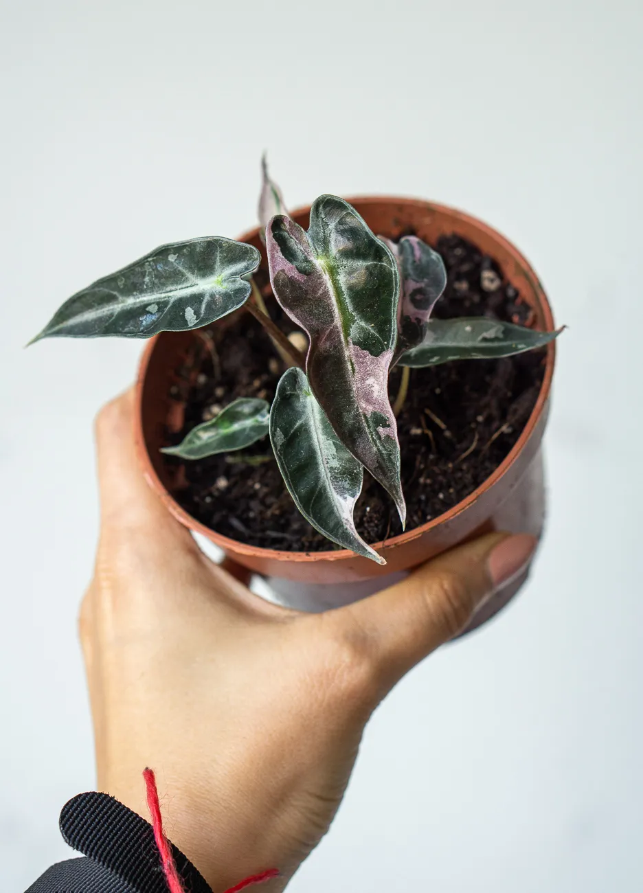 Baby Alocasia Bambino pink variegata 