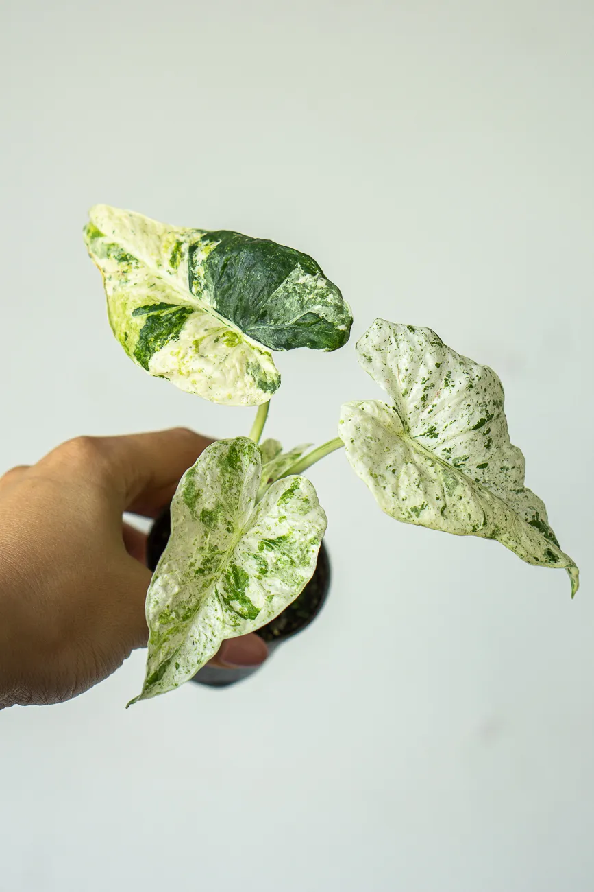 Alocasia macrorrhiza Camouflage /variegata Splash
