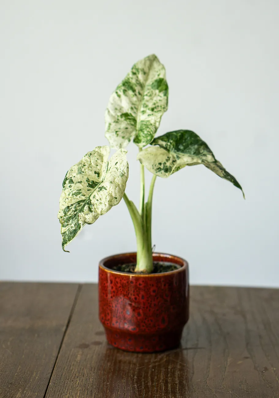 Alocasia macrorrhiza Camouflage /variegata Splash