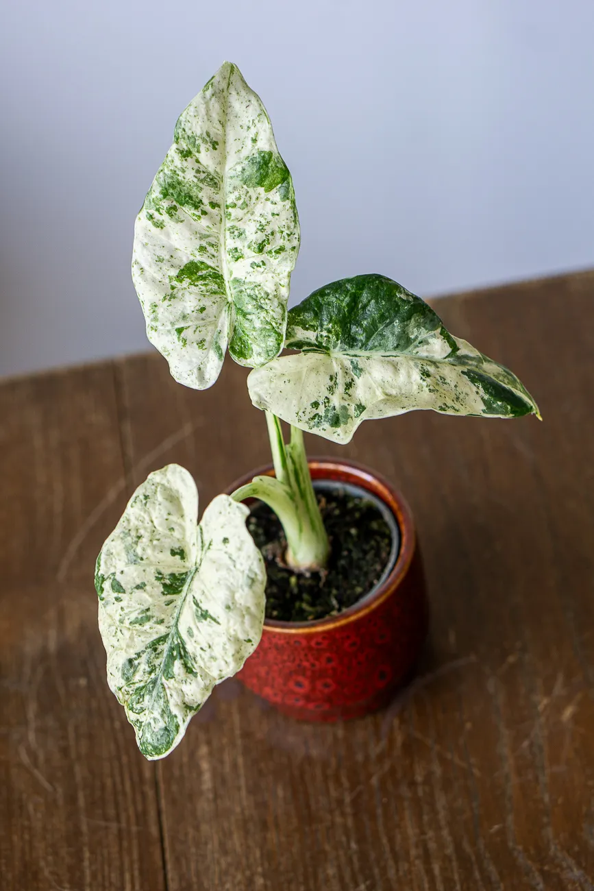 Alocasia macrorrhiza Camouflage /variegata Splash