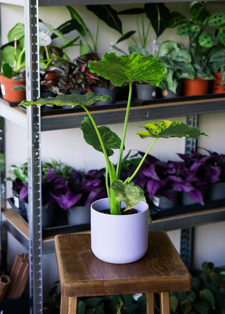Alocasia macrorrhiza Aurea variegata