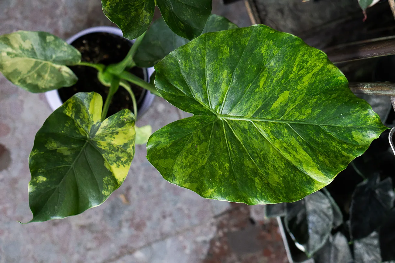 Alocasia macrorrhiza Aurea variegata