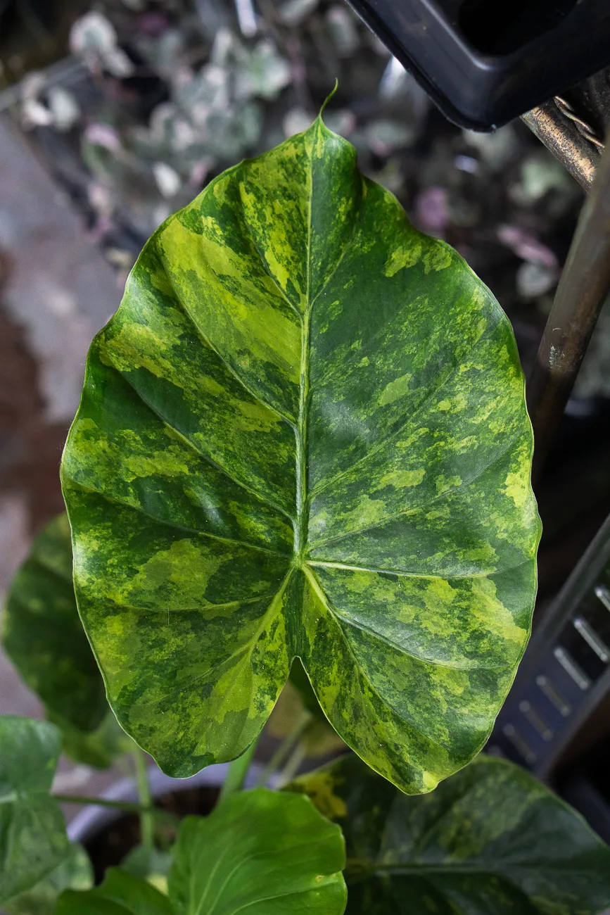 Alocasia macrorrhiza Aurea variegata