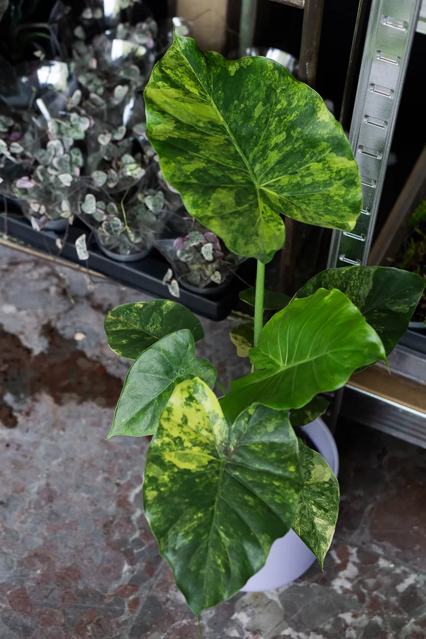Alocasia macrorrhiza Aurea variegata