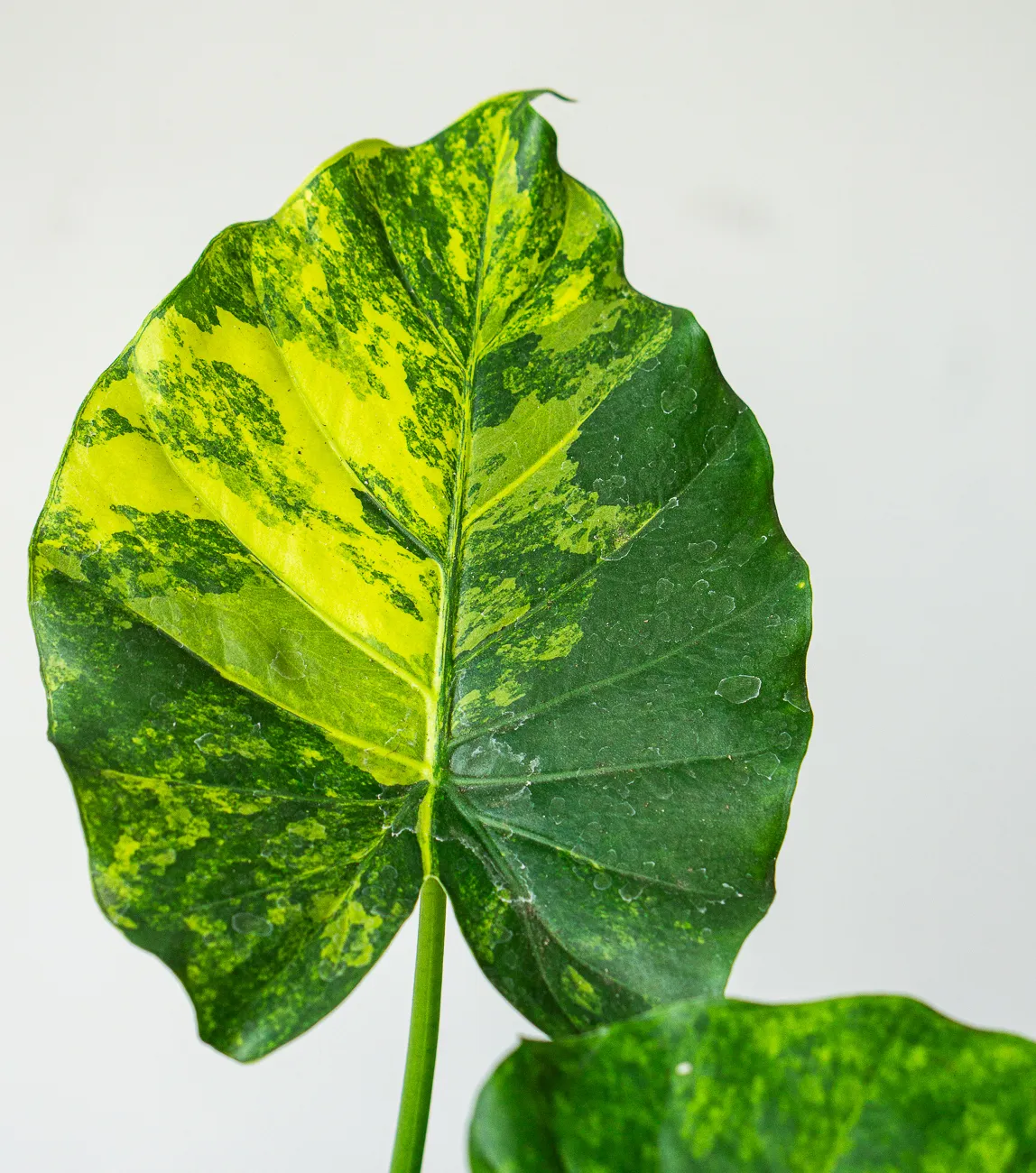 Alocasia macrorrhiza Aurea variegata