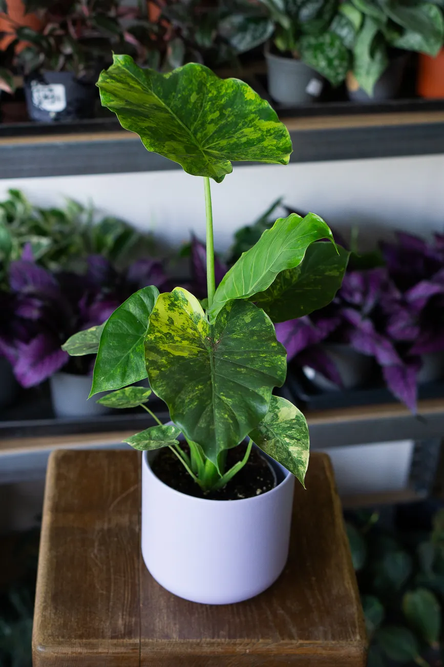 Alocasia macrorrhiza Aurea variegata