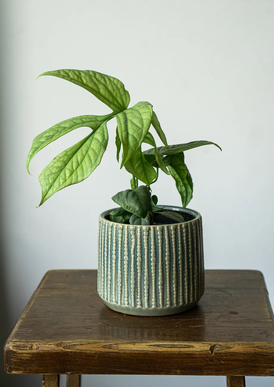 Amydrium medium silver (Zachran ma)