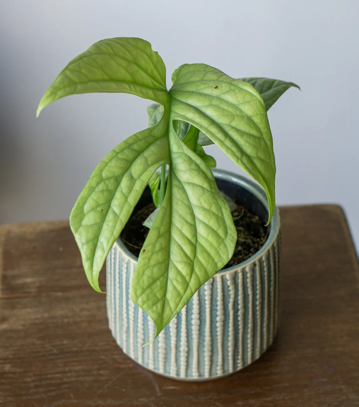 Amydrium medium silver (Zachran ma)