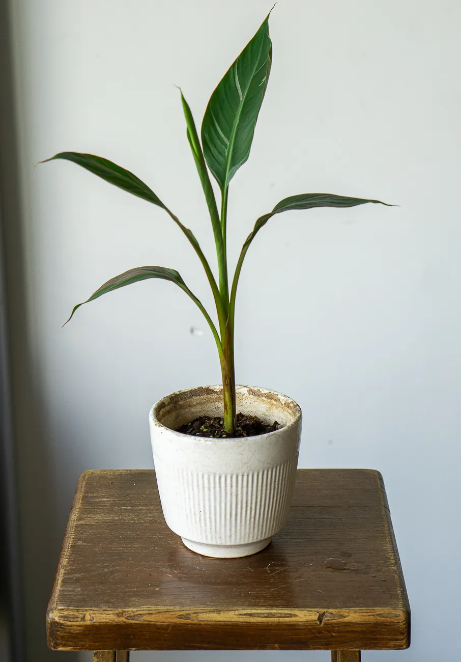 Musa Nono Pink Variegata - Ruzovy bananovnik