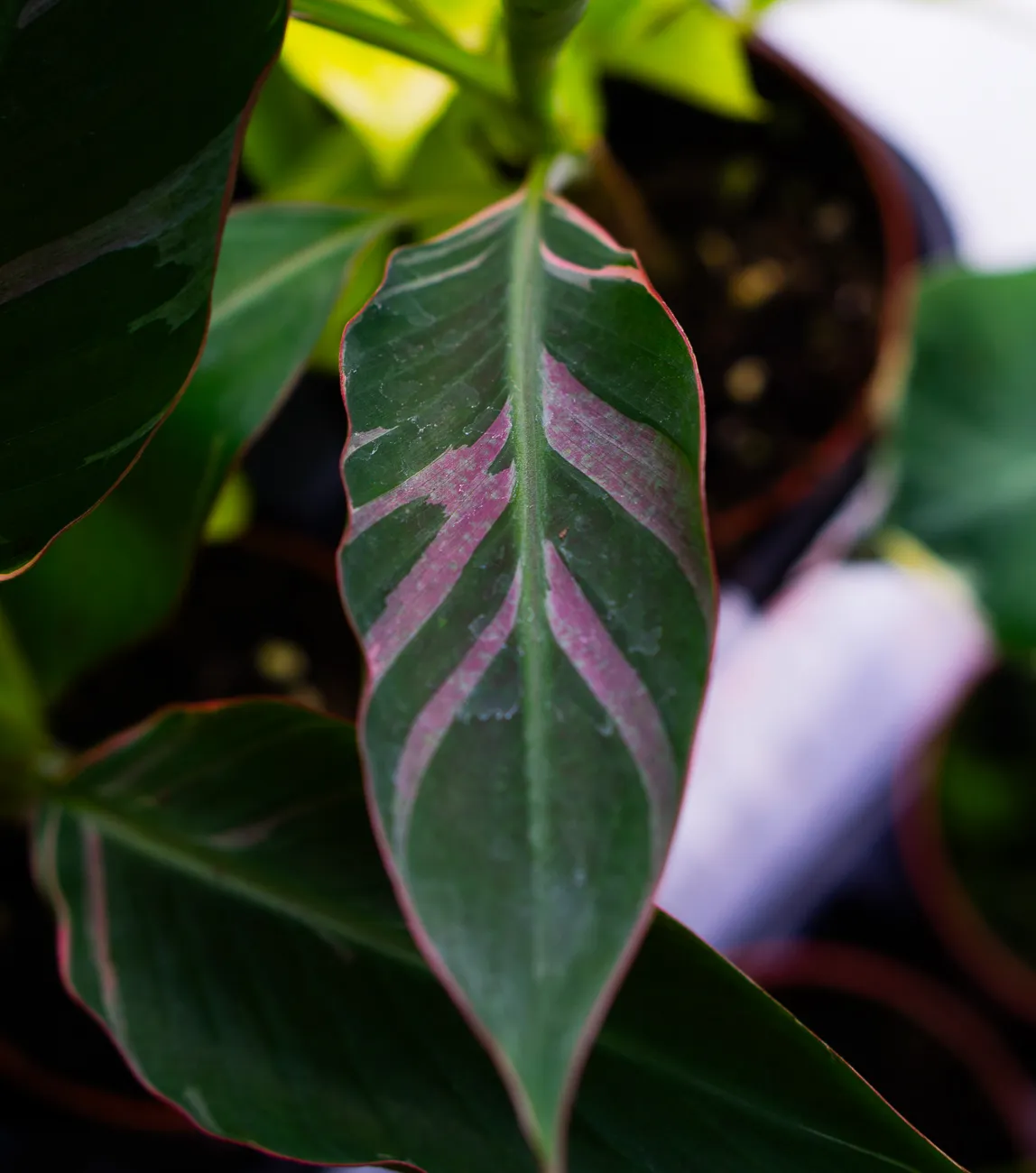 Musa Nono Pink Variegata - Ruzovy bananovnik