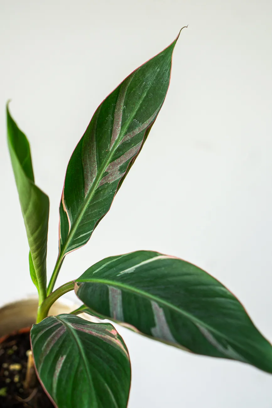 Musa Nono Pink Variegata - Ruzovy bananovnik