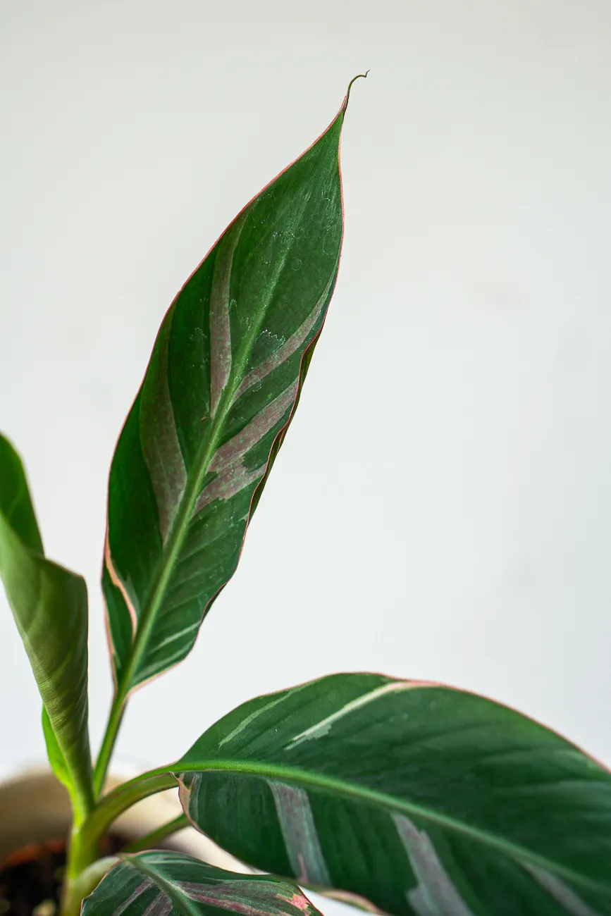 Musa Nono Pink Variegata - Ruzovy bananovnik