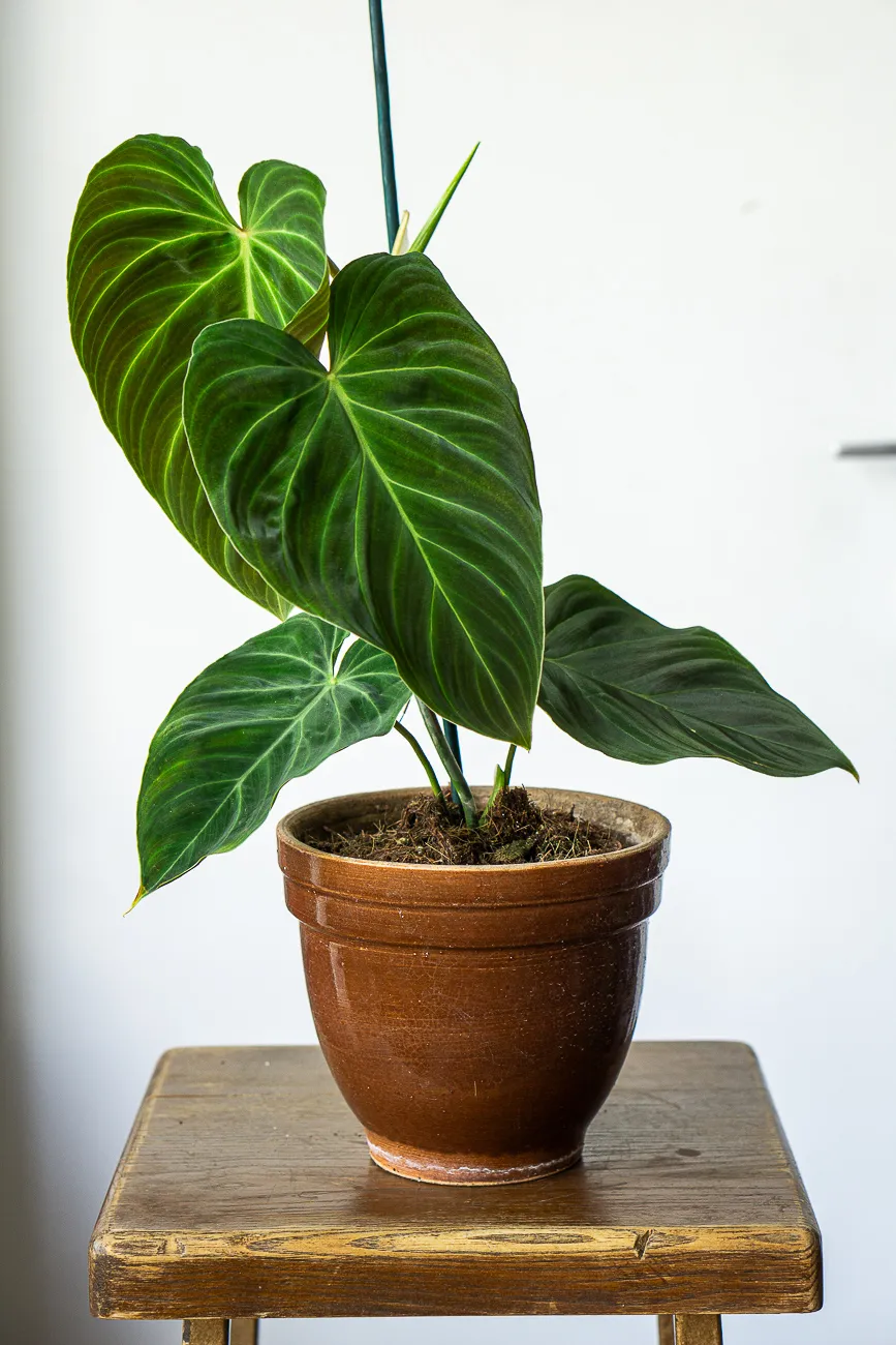 Philodendron Splendid