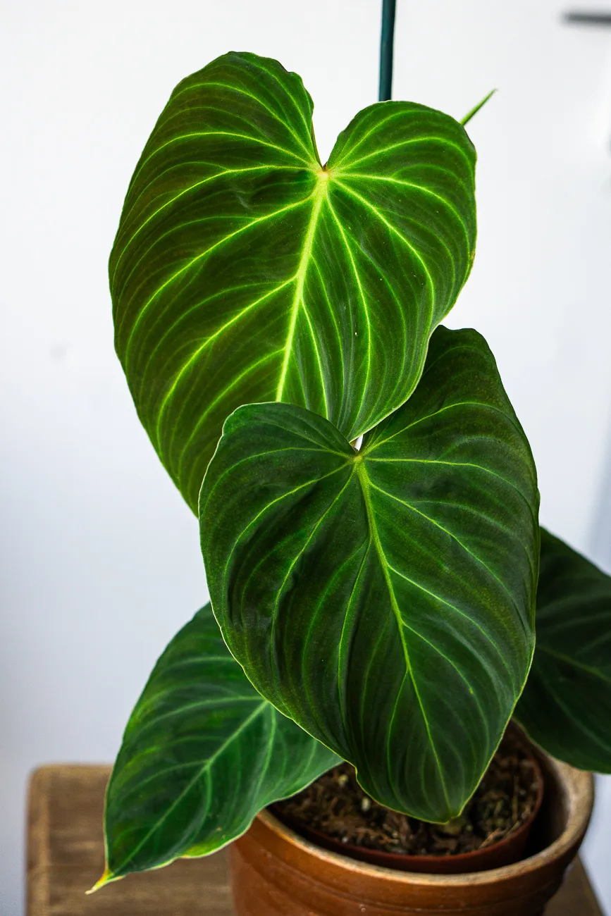 Philodendron Splendid