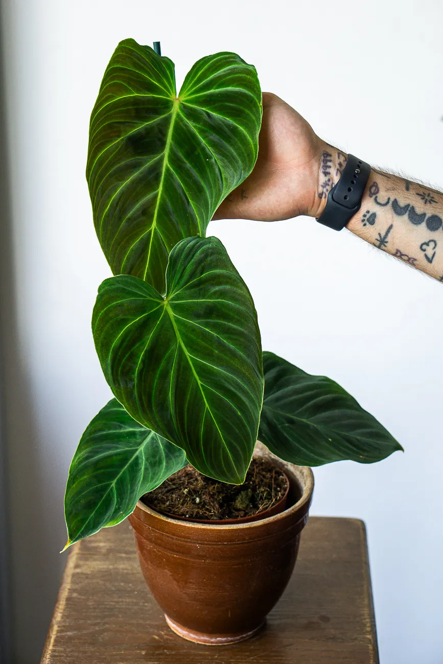 Philodendron Splendid