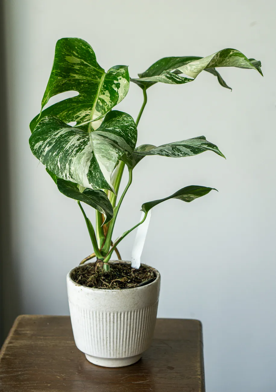Monstera Deliciosa Albo variegata - Panasovana Monstera