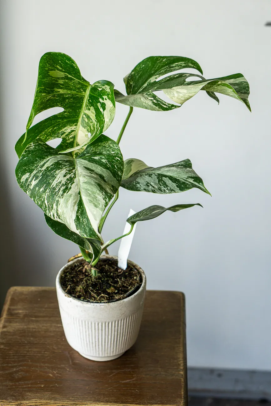 Monstera Deliciosa Albo variegata - Panasovana Monstera