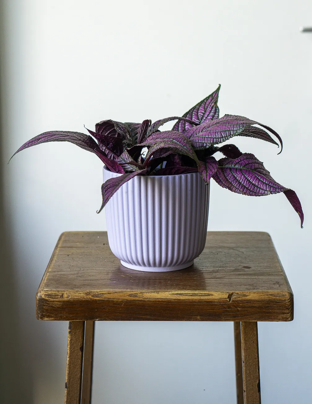 Strobilanthes dyerianus