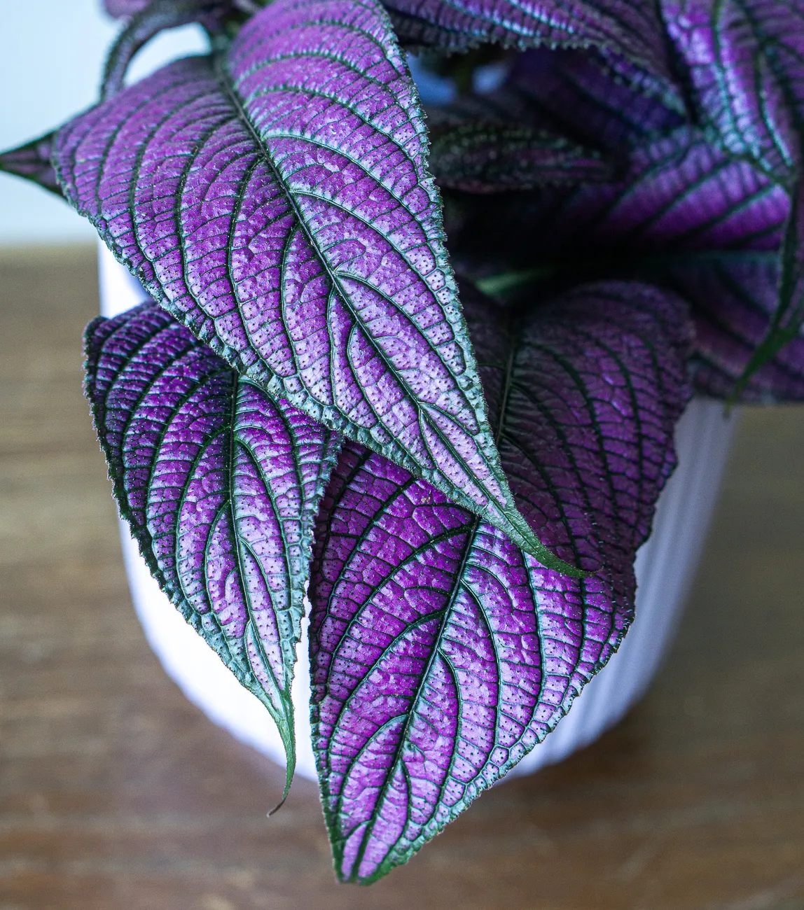 Strobilanthes dyerianus