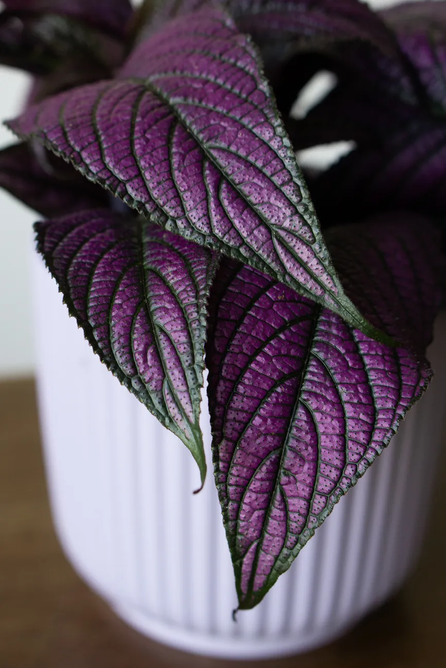 Strobilanthes dyerianus