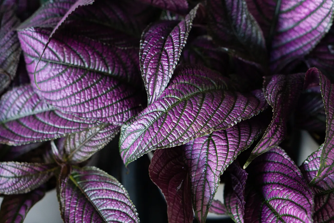 Strobilanthes dyerianus