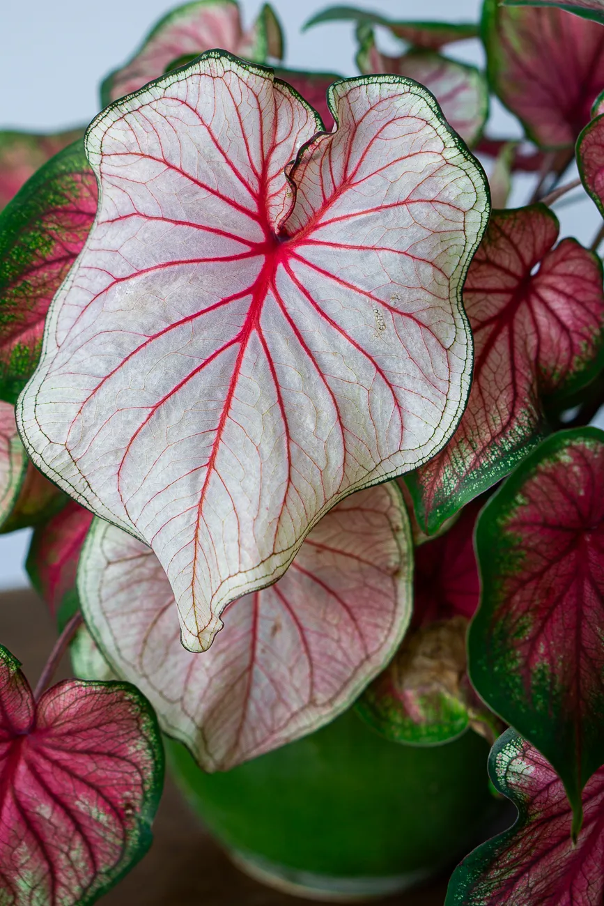 Caladium bicolor