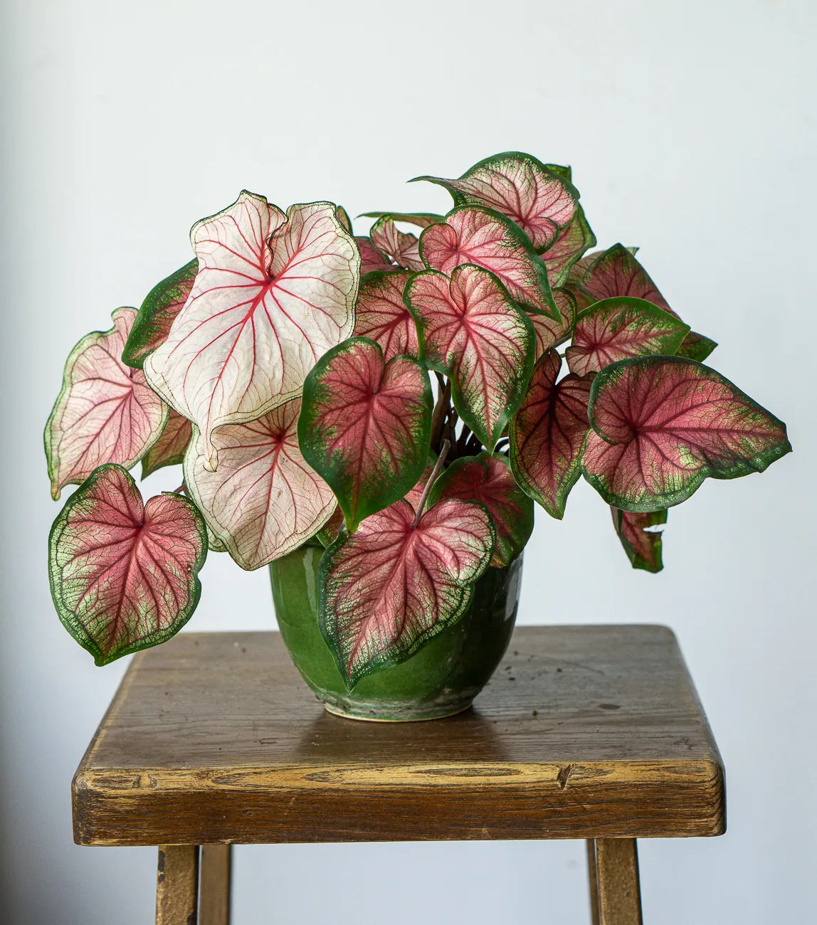Caladium bicolor