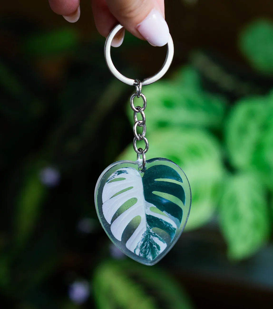 Klucenka Monstera Albo variegata