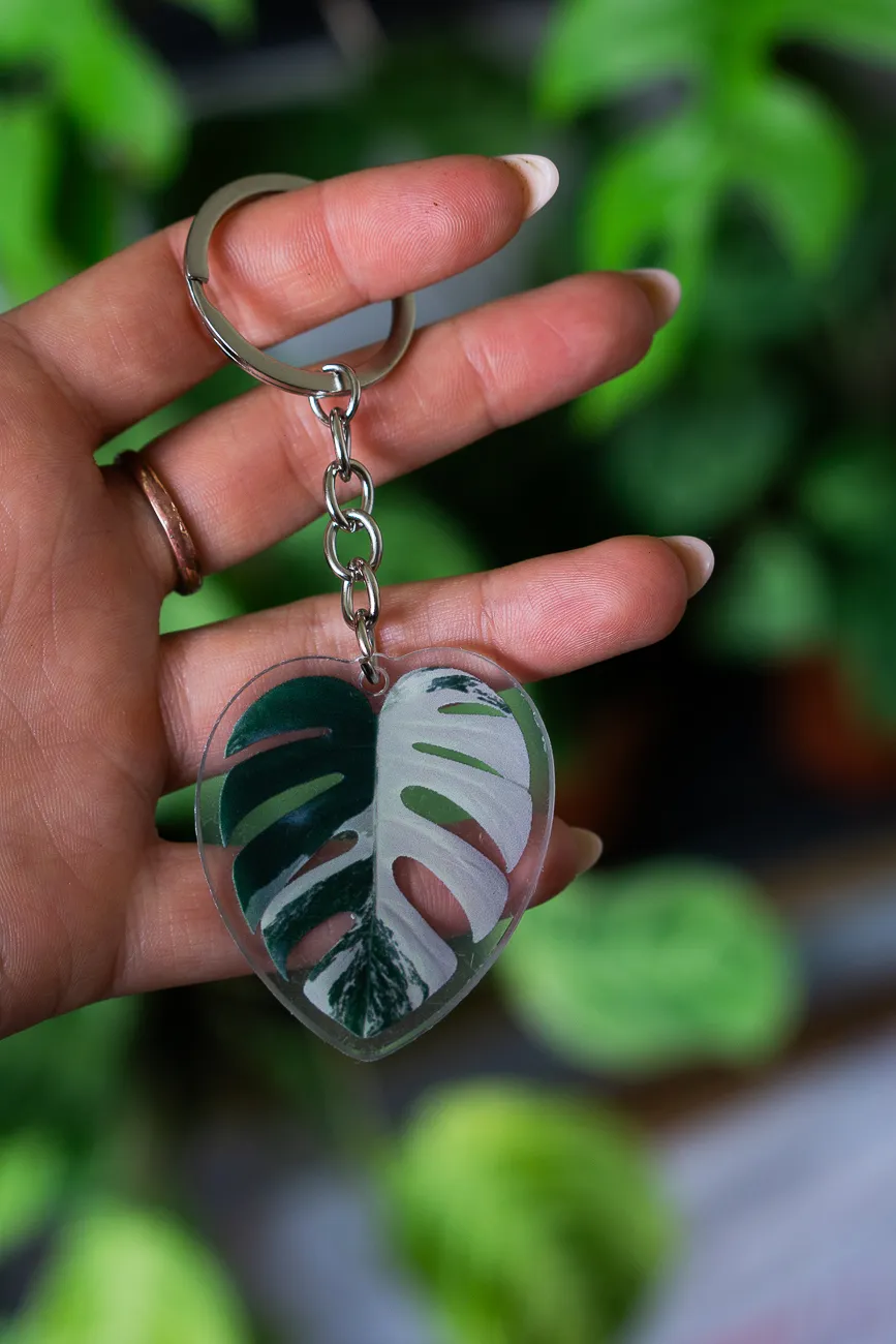 Klucenka Monstera Albo variegata