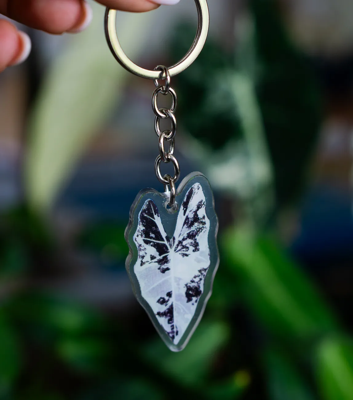 Klucenka Alocasia Frydek variegata