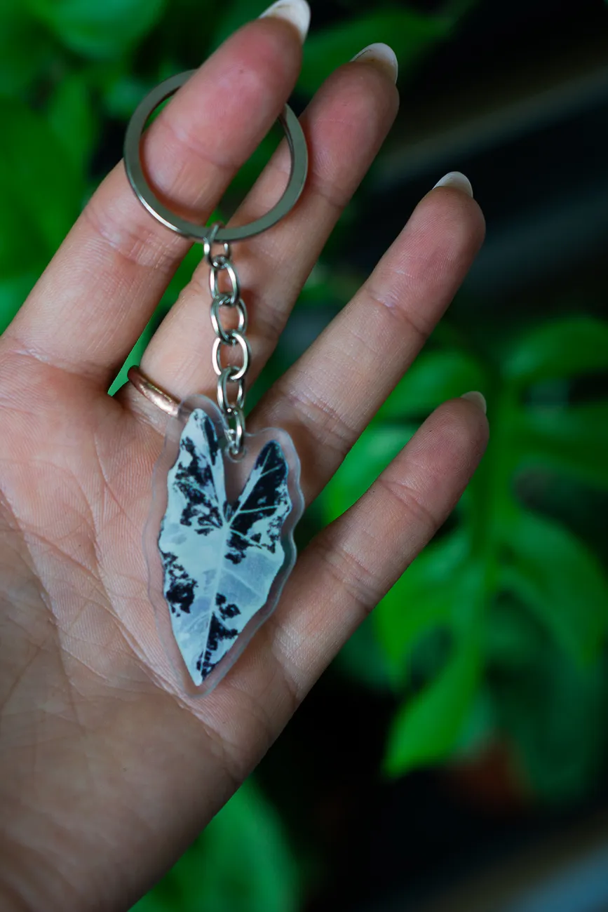 Klucenka Alocasia Frydek variegata