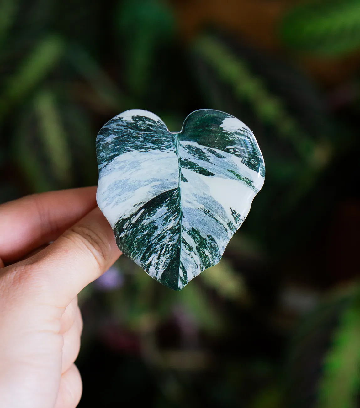 Rastlinny pop socket (Drziak na telefon) Monstera Albo