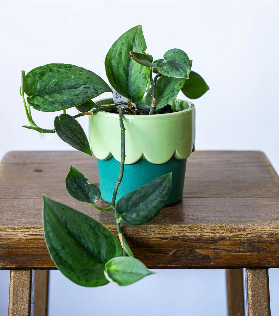 Scindapsus Green army