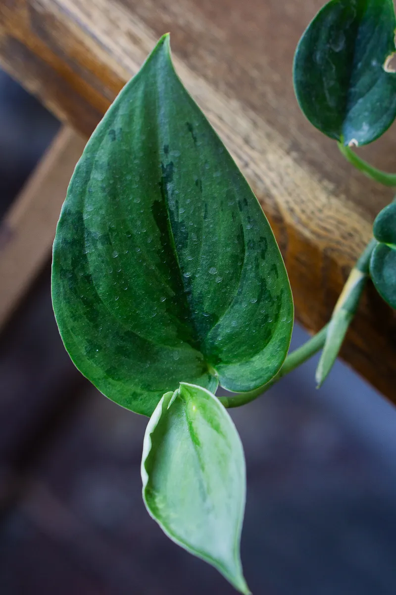 Scindapsus Green army