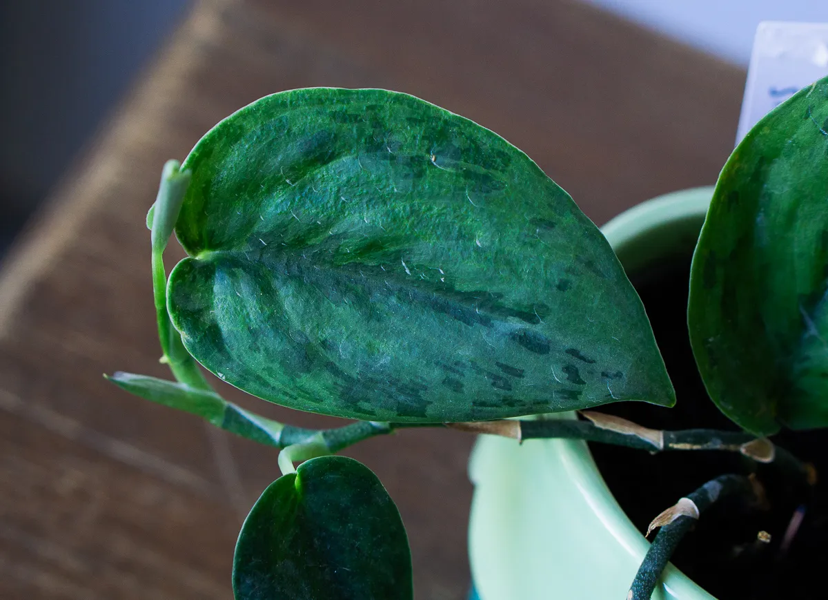 Scindapsus Green army