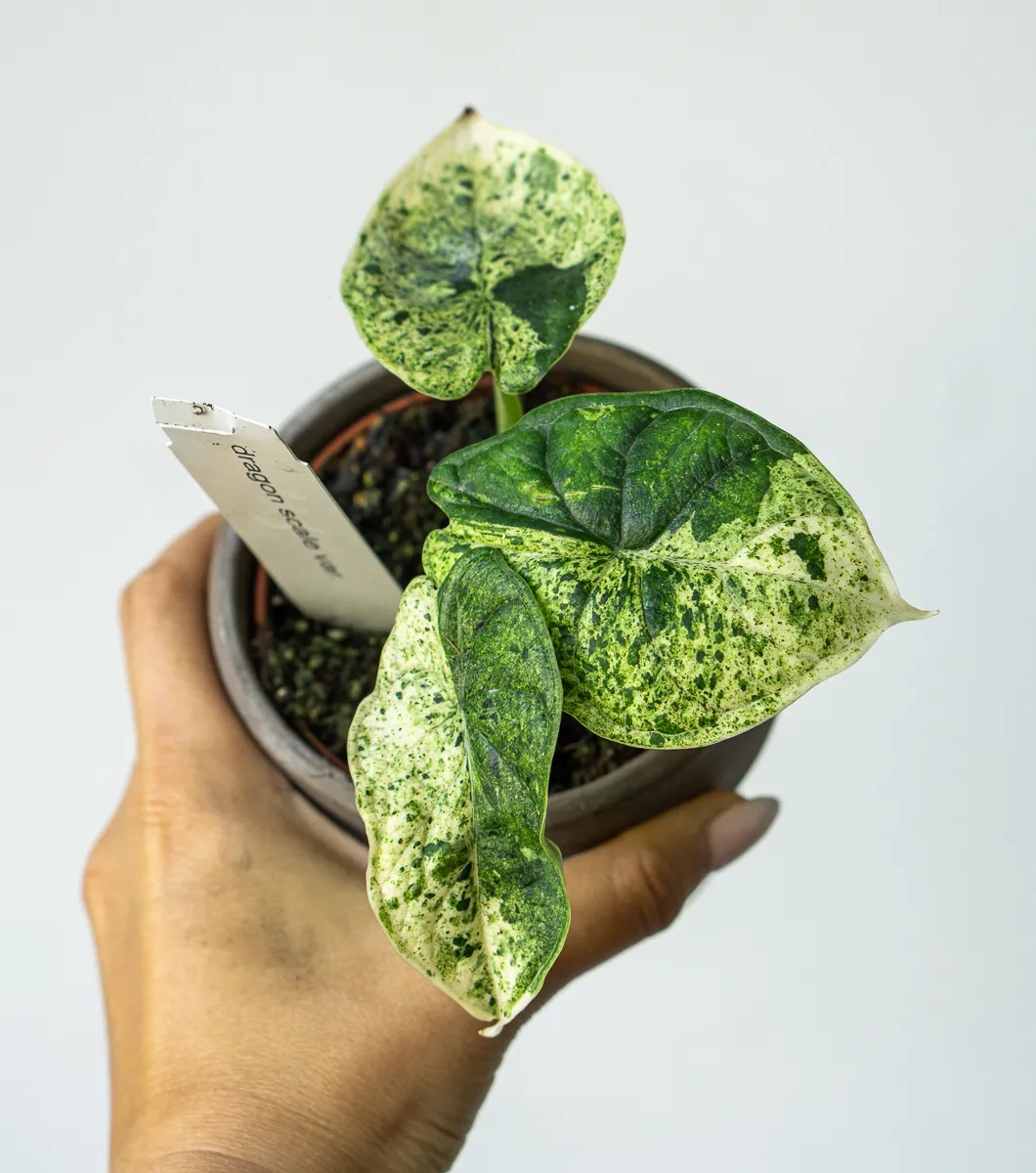 ?? Alocasia Baginda Dragon Scale variegata MINT (Zachran ma)