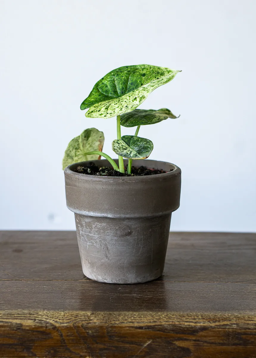 ?? Alocasia Baginda Dragon Scale variegata HALFMOON (Zachran ma)